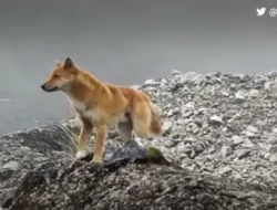 Bongkar Tuntas! Kekuatan Tersembunyi di Balik CNN, Jaringan Berita Global yang Mengubah Cara Kita Melihat Dunia