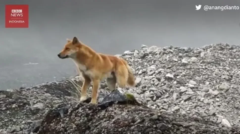 Anjing hutan di atas tumpukan batu, logo BBC News Indonesia di sudut.