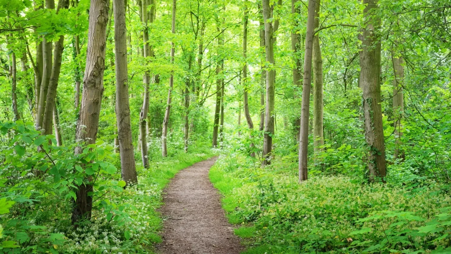 bos bgn ungkap alasan mbg tak disalurkan berbentuk uang tunai portal berita terbaru