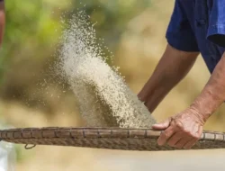 BPS Bongkar Fakta Mengejutkan: Harga Beras Meroket di September 2025, Ada Apa Sebenarnya?