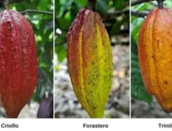 Bukan Cuma Manis! Kenali Criollo, ‘Raja Kakao’ Langka dari Jawa Timur yang Bikin Cokelatmu Naik Level