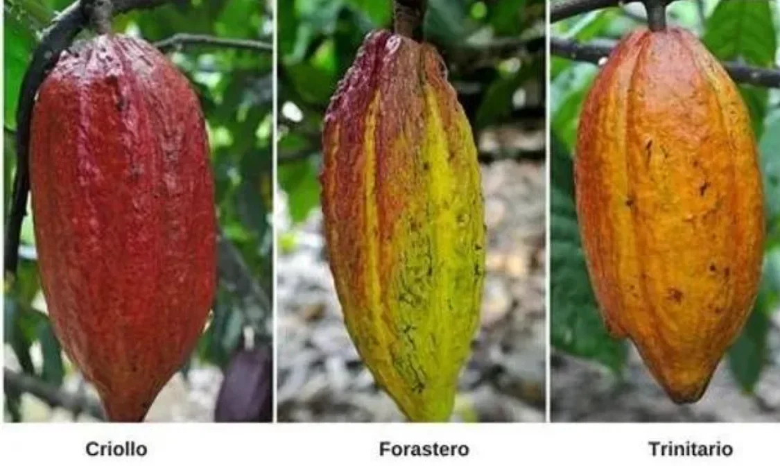 bukan cuma manis kenali criollo raja kakao langka dari jawa timur yang bikin cokelatmu naik level portal berita terbaru