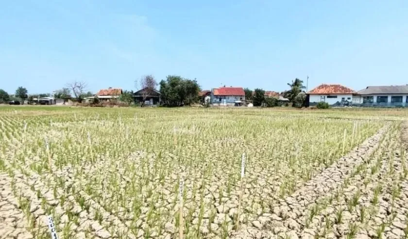 bukan hoax suhu surabaya bisa naik 5 derajat celcius di 2050 brin ungkap fakta mengejutkan portal berita terbaru