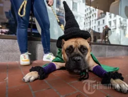 Bukan Sekadar Angka! Menguak Makna di Balik Copyright 2025 CNN Indonesia, Visi Masa Depan Media yang Wajib Kamu Tahu!