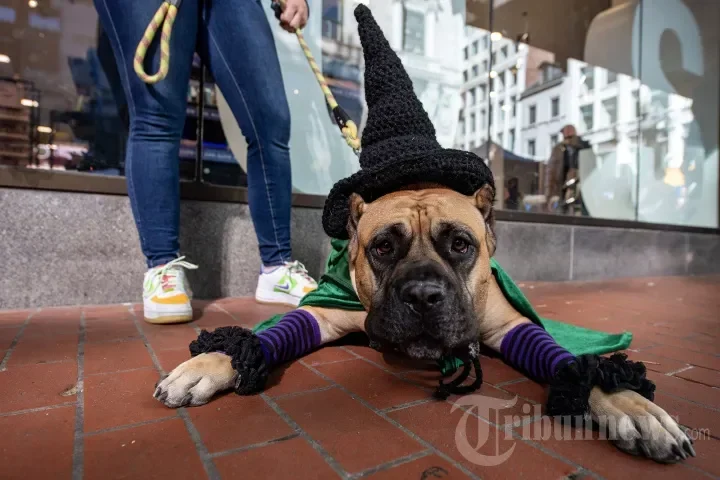 bukan sekadar angka menguak makna di balik copyright 2025 cnn indonesia visi masa depan media yang wajib kamu tahu portal berita terbaru