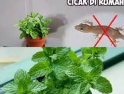 Cicak Langsung Kabur! Ini 5 Tanaman Pengusir Alami yang Wajib Kamu Punya