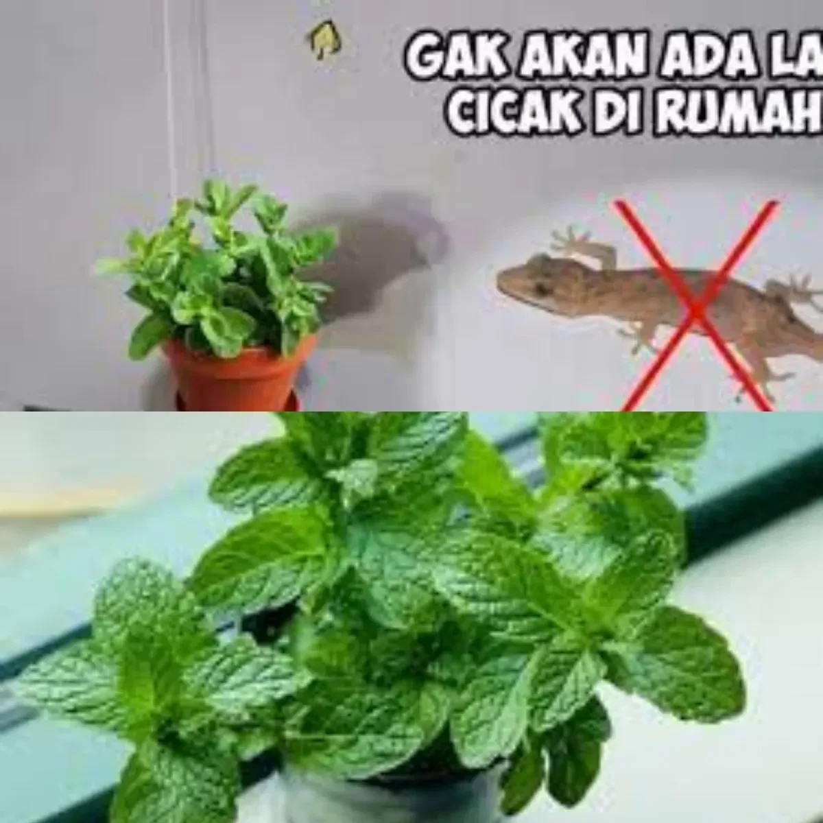 cicak langsung kabur ini 5 tanaman pengusir alami yang wajib kamu punya portal berita terbaru