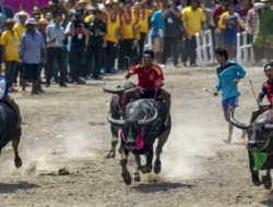 FOTO: Menyambut Musim Panen Lewat Festival Pacuan Kerbau di Chonburi