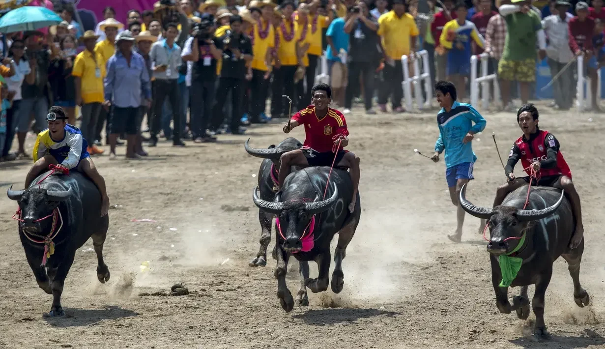 foto menyambut musim panen lewat festival pacuan kerbau di chonburi portal berita terbaru