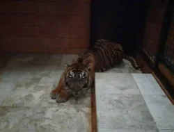 Gaji Rp110 Juta Cuma Modal Nyali? Lowongan Sopir Pemberi Makan Harimau di China Bikin Heboh!