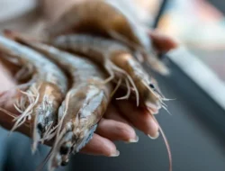 Geger! Cengkeh Indonesia Tercemar Radioaktif Cs-137, Sumbernya Terkuak di Lampung