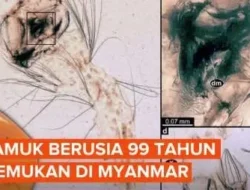 Geger! Fosil Larva Nyamuk 99 Juta Tahun Ditemukan, Ungkap Rahasia Evolusi Serangga Penghisap Darah!