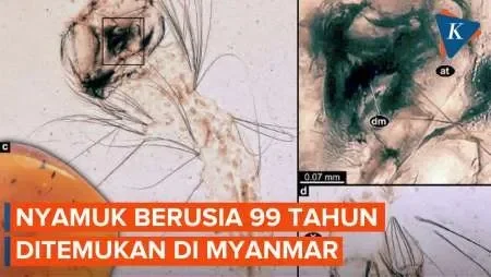 geger fosil larva nyamuk 99 juta tahun ditemukan ungkap rahasia evolusi serangga penghisap darah portal berita terbaru