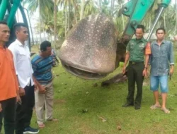 Geger! Hiu Paus Raksasa Mati Terdampar di Bekasi, Endingnya Bikin Merinding Sekaligus Haru