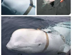 Geger Kanada! 30 Paus Beluga di Marineland Terancam Eutanasia Massal, Terungkap Kondisi Mengerikan di Baliknya