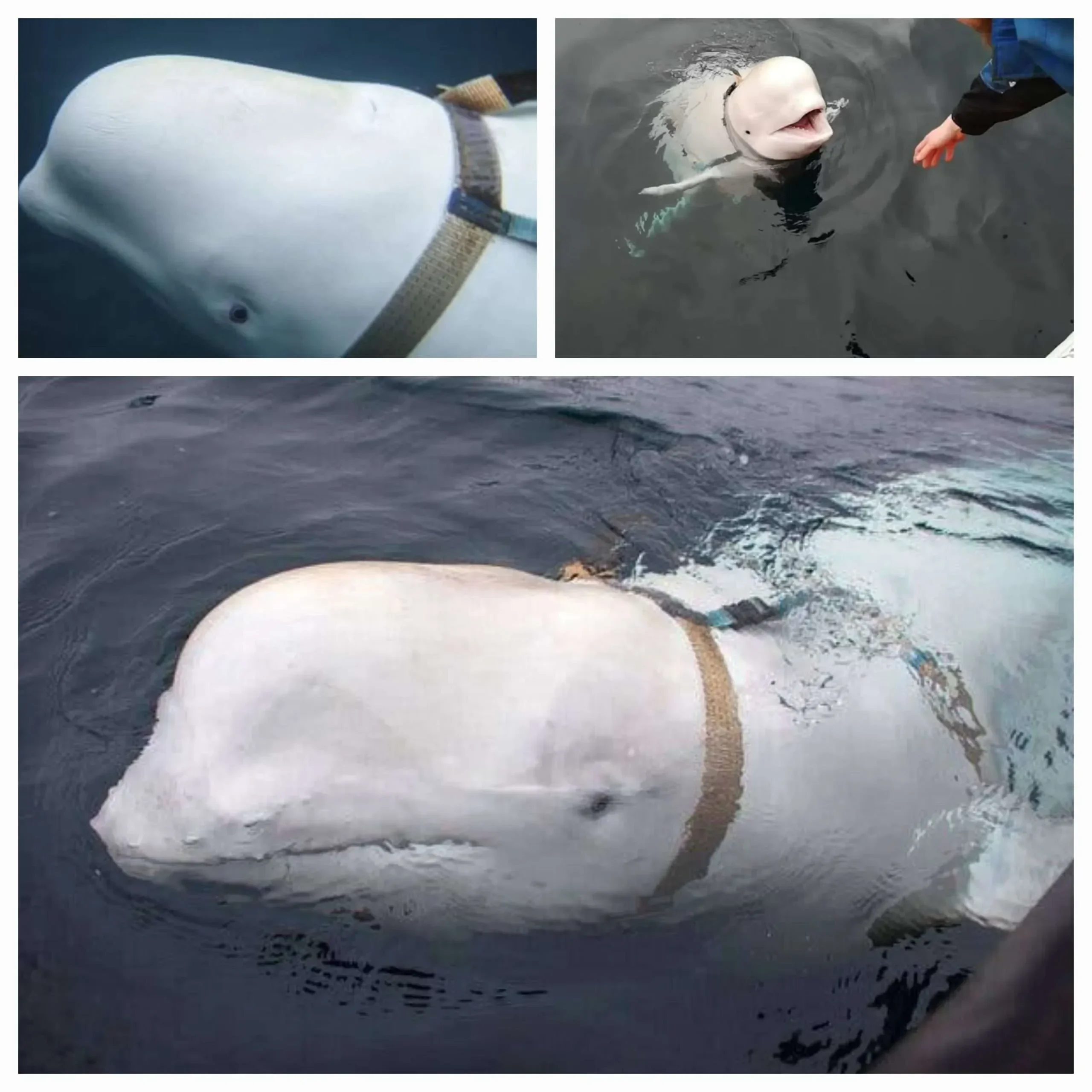 geger kanada 30 paus beluga di marineland terancam eutanasia massal terungkap kondisi mengerikan di baliknya portal berita terbaru