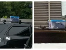 Geger! Kucing Ini Numpang Road Trip 160 KM di Atap Mobil, Keluarga Sampai Syok Berat!