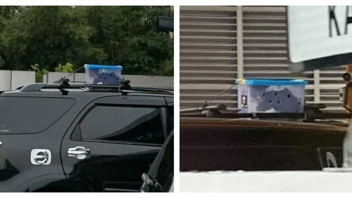 geger kucing ini numpang road trip 160 km di atap mobil keluarga sampai syok berat portal berita terbaru