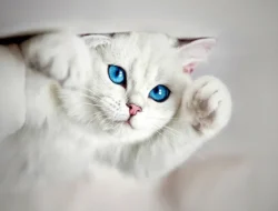 Geger! Kucing Oren FX Sudirman Resmi Jadi ‘Destinasi Wisata’ Bintang 5 di Google Maps, Ini Kisahnya!