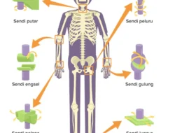 Geger! Radioaktif Cesium-137 Cemari Udang dan Cengkeh Indonesia, Ini Dampak Mengerikan Menurut Mantan Pejabat WHO!
