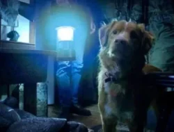 Good Boy: Teror Supernatural dari Sudut Pandang Anjing, Siap Bikin Kamu Lihat Peliharaanmu Berbeda!