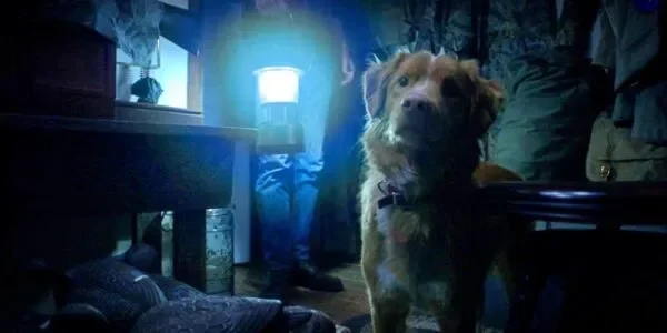 good boy teror supernatural dari sudut pandang anjing siap bikin kamu lihat peliharaanmu berbeda portal berita terbaru