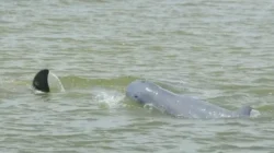 IKN Jadi 'Kota Hantu'? Media Inggris The Guardian Bongkar Fakta Mengejutkan di Era Prabowo! 4 ikn jadi kota hantu media inggris the guardian bongkar fakta mengejutkan di era prabowo portal berita terbaru