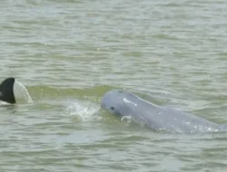 IKN Jadi ‘Kota Hantu’? Media Inggris The Guardian Bongkar Fakta Mengejutkan di Era Prabowo!