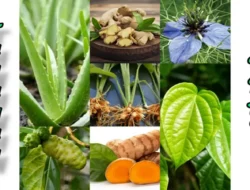 Indonesia Punya ‘Harta Karun’ Herbal Tersembunyi: Siap Guncang Dunia, Kok Masih Impor?