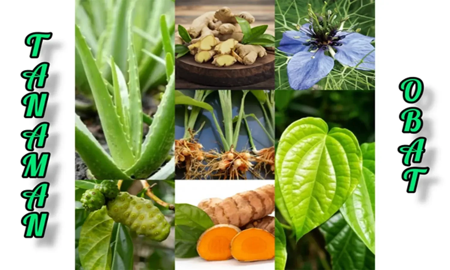 indonesia punya harta karun herbal tersembunyi siap guncang dunia kok masih impor portal berita terbaru