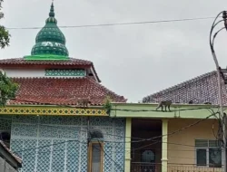 Invasi Monyet Liar Gegerkan Tangsel: Warga Villa Dago Tol Resah, Anak-anak Terancam?