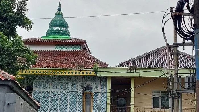 invasi monyet liar gegerkan tangsel warga villa dago tol resah anak anak terancam portal berita terbaru