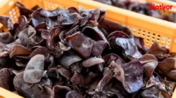 Jamur Kuping: Bukan Sekadar Pelengkap Tumisan, Ini 7 Manfaat Tersembunyi yang Bikin Kamu Kaget! 4 jamur kuping bukan sekadar pelengkap tumisan ini 7 manfaat tersembunyi yang bikin kamu kaget portal berita terbaru