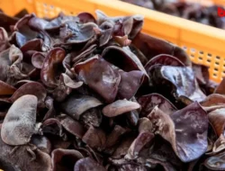 Jamur Kuping: Bukan Sekadar Pelengkap Tumisan, Ini 7 Manfaat Tersembunyi yang Bikin Kamu Kaget! 18 Jamur Kuping: Bukan Sekadar Pelengkap Tumisan, Ini 7 Manfaat Tersembunyi yang Bikin Kamu Kaget!