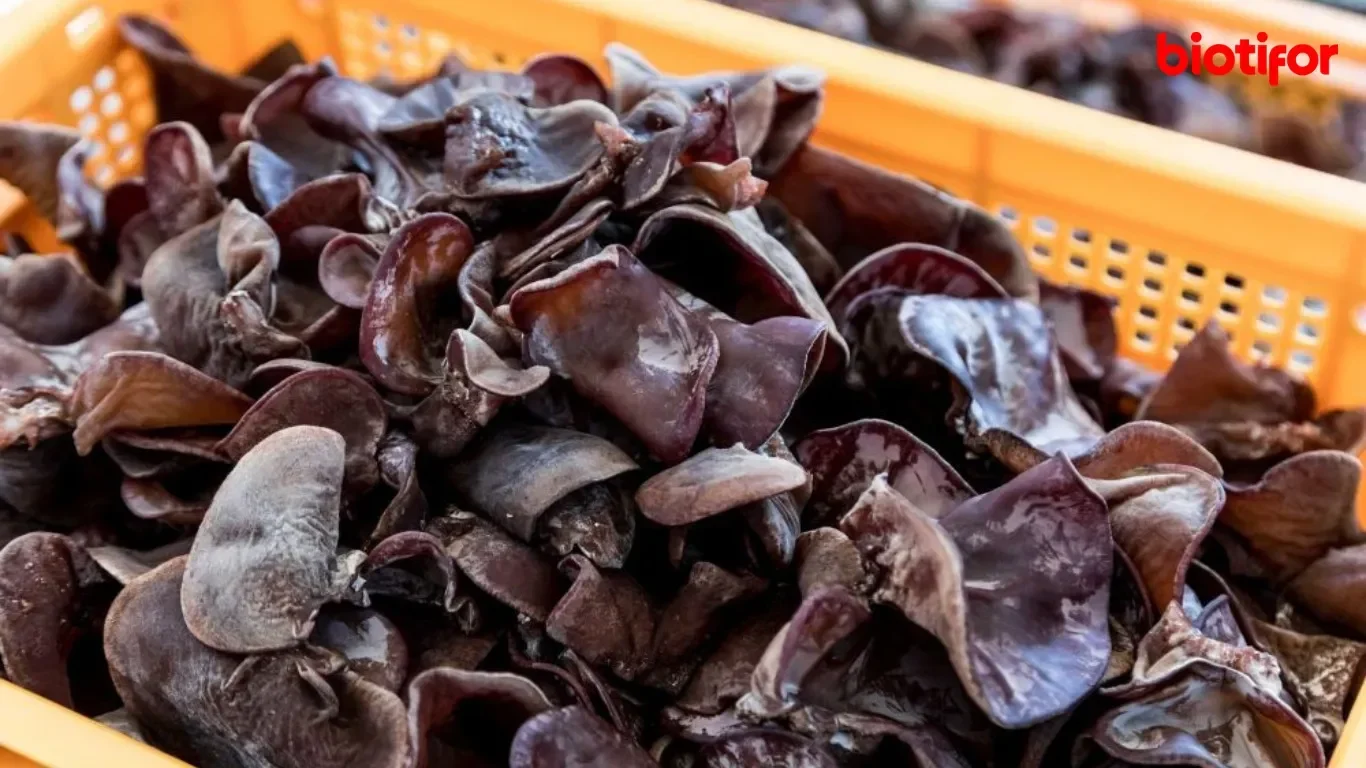 Jamur Kuping: Bukan Sekadar Pelengkap Tumisan, Ini 7 Manfaat Tersembunyi yang Bikin Kamu Kaget! 1 jamur kuping bukan sekadar pelengkap tumisan ini 7 manfaat tersembunyi yang bikin kamu kaget portal berita terbaru