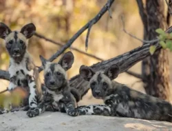 Jangan Kaget! Ini Dia Fakta Mengejutkan di Balik Berita CNN Indonesia yang Kamu Baca Setiap Hari