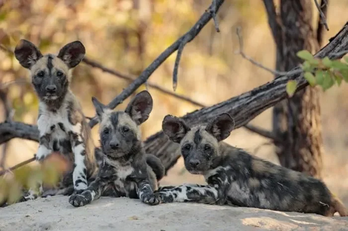 jangan kaget ini dia fakta mengejutkan di balik berita cnn indonesia yang kamu baca setiap hari portal berita terbaru