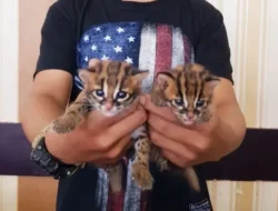 Jebakan Maut Polisi! Penjual Kucing Hutan Langka Online Tak Berkutik, Terancam Penjara Belasan Tahun.