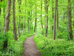 Jeff Bezos Blak-blakan: Pusat Data Raksasa di Luar Angkasa Bakal Lebih Efisien & Murah!