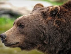 Jepang Darurat! Teror Beruang Ganas Pecahkan Rekor 2 Dekade, Ini Fakta Mengerikannya