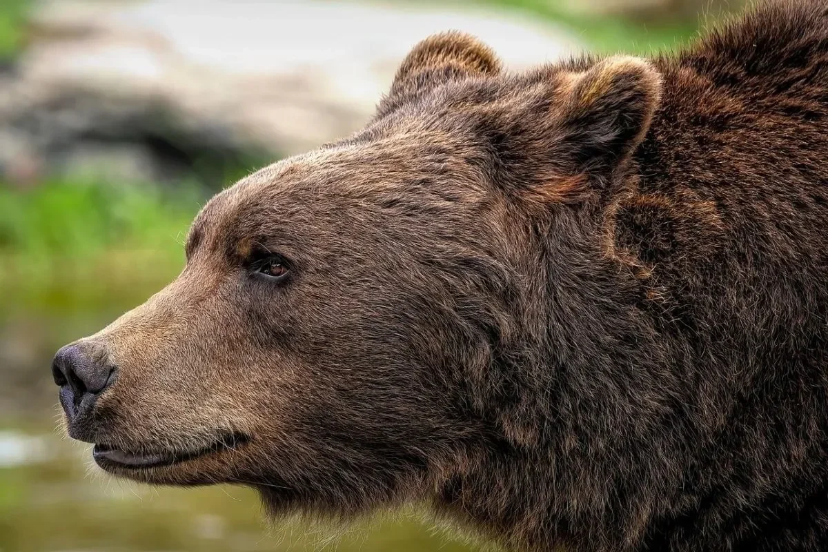 jepang darurat teror beruang ganas pecahkan rekor 2 dekade ini fakta mengerikannya portal berita terbaru