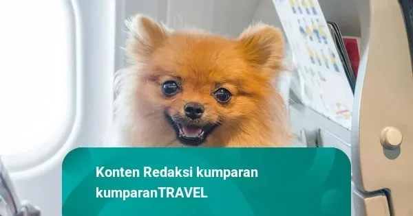 kabar gembira pecinta anabul virgin australia jadi pelopor izinkan hewan peliharaan di kabin pesawat cek syaratnya portal berita terbaru