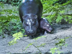 Kisah Haru di Berlin Zoo: Lahir Kembar, Satu Kuda Nil Cilik Ini Berjuang Hidup!