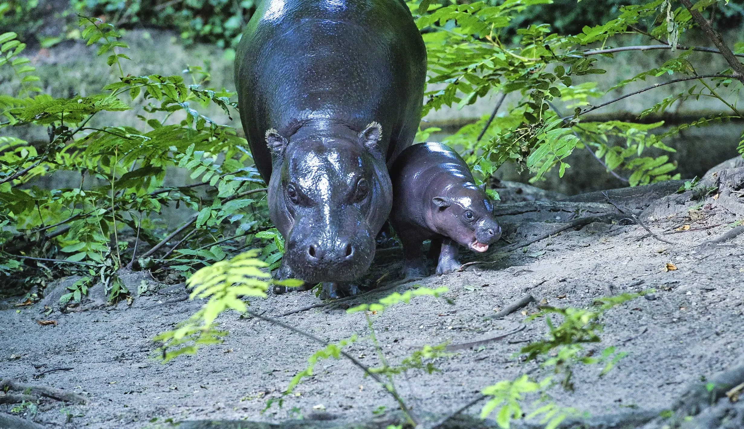 kisah haru di berlin zoo lahir kembar satu kuda nil cilik ini berjuang hidup portal berita terbaru