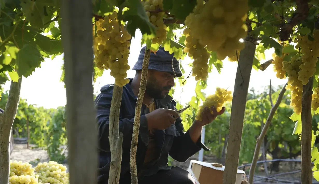 krisis iklim guncang yoichi anggur pinot noir premium jepang terancam punah portal berita terbaru