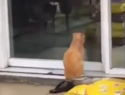 Kucing Oren FX Sudirman Bikin Geger! Resmi Jadi ‘Tourist Attraction’ Bintang 5 di Google Maps