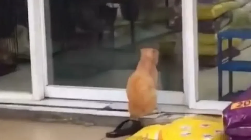 kucing oren fx sudirman bikin geger resmi jadi tourist attraction bintang 5 di google maps portal berita terbaru