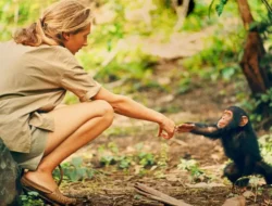 Leonardo DiCaprio Ungkap Pesan Terakhir untuk Jane Goodall: "Kamu Pahlawanku!" Warisan Abadi Sang Penyelamat Primata