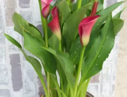 Mencekam! Atraksi Drone di China Berubah ‘Hujan Api’, Ribuan Penonton Panik Berhamburan