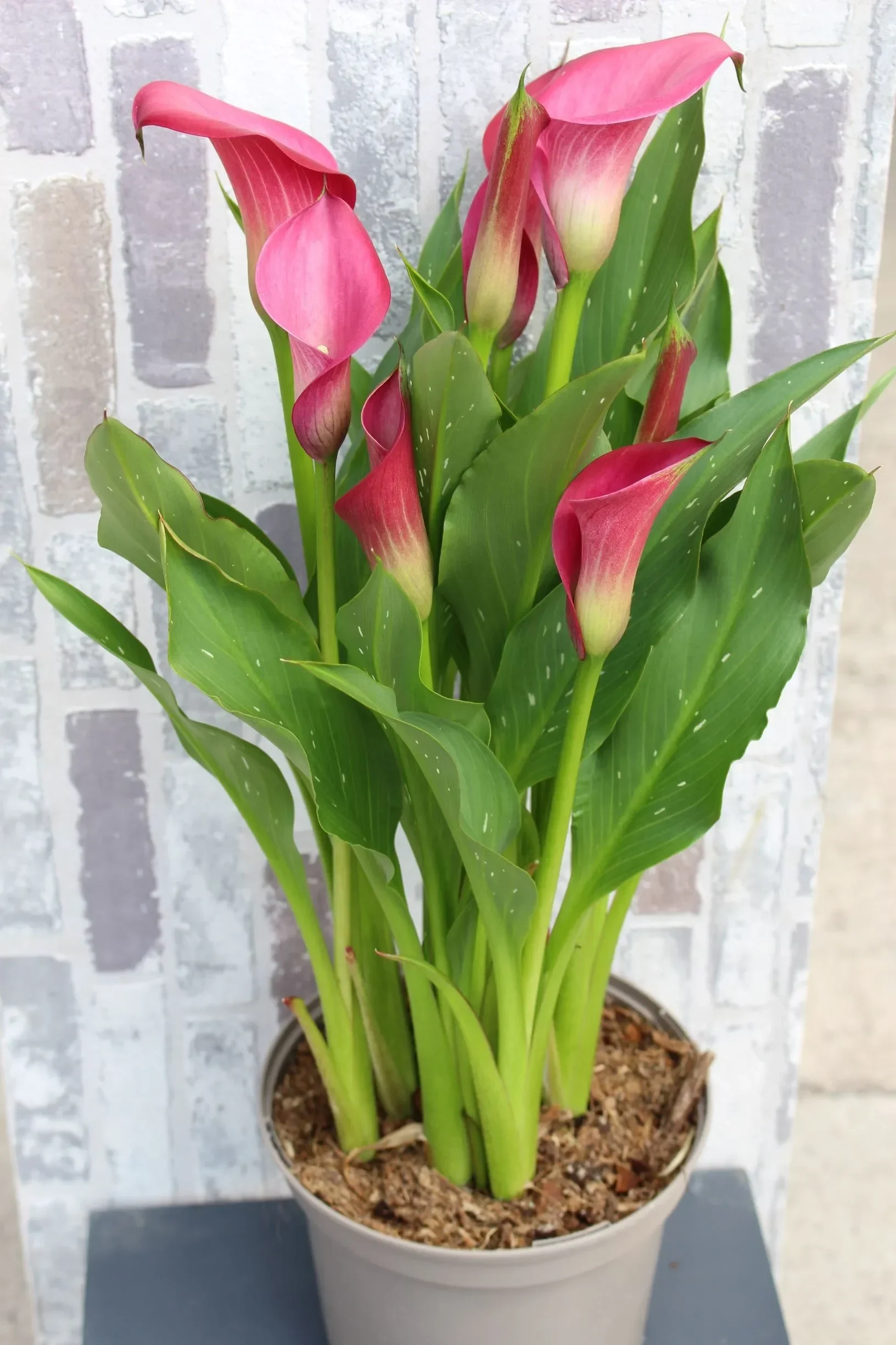 mencekam atraksi drone di china berubah hujan api ribuan penonton panik berhamburan portal berita terbaru